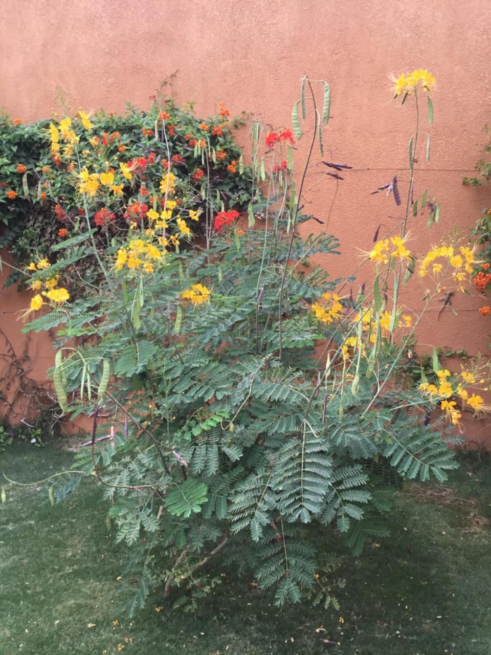 Terra Lodge Senegal อึมบูร์ ภายนอก รูปภาพ